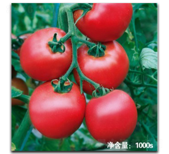 ŵ��9023-��������-�մ�ũҵ