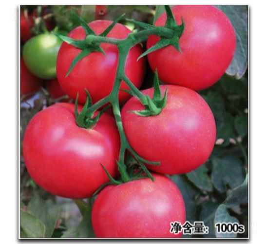 ŵ��12024-��������-�մ�ũҵ