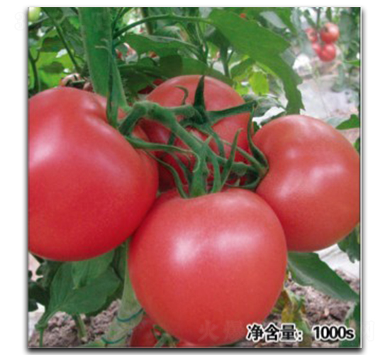 ŵ��9021-��������-�մ�ũҵ
