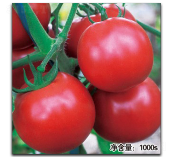 ŵ��1047����TY��-��������-�մ�ũҵ