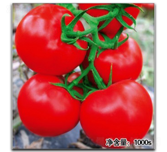 ŵ��1063-��������-�մ�ũҵ