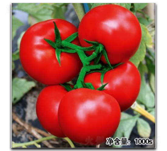 ŵ��11208-��������-�մ�ũҵ