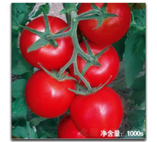 ŵ��1526-��������-�մ�ũҵ