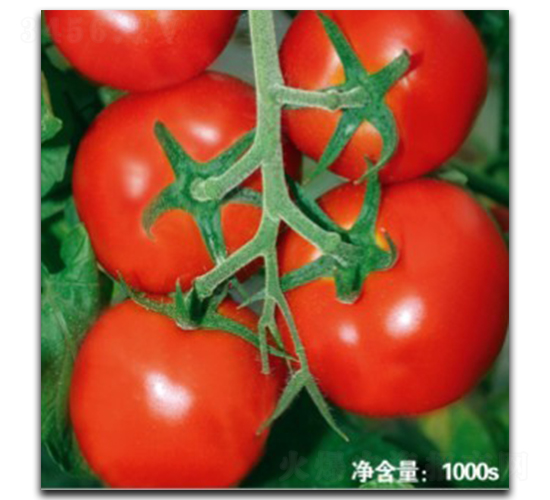 ŵ��T115-��������-�մ�ũҵ