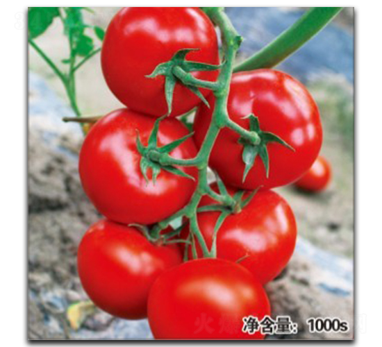 ŵ��0470-��������-�մ�ũҵ