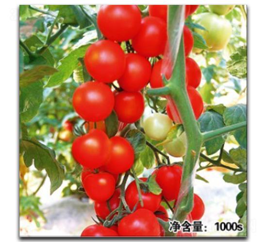 ŵ��11048-��������-�մ�ũҵ