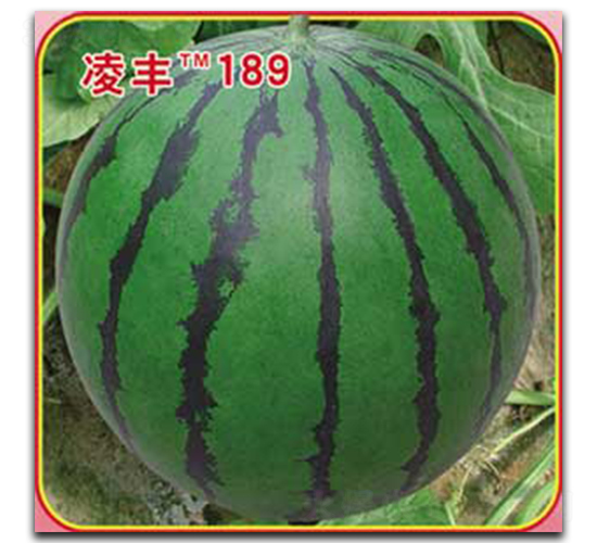 ���189-��������-�ٷ���ҵ