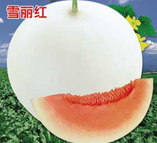 ѩ����-�������-�ٷ���ҵ