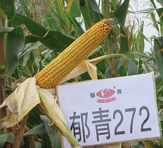 ����272-��������-��ʥ����ҵ