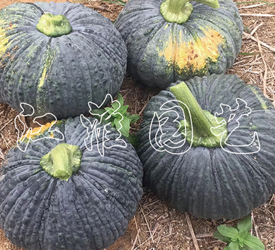����203-�Ϲ�����-����԰��