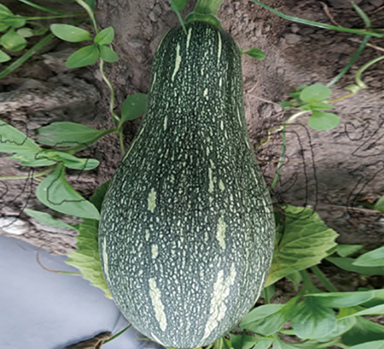 �ɹ�103-�Ϲ�����-����԰��