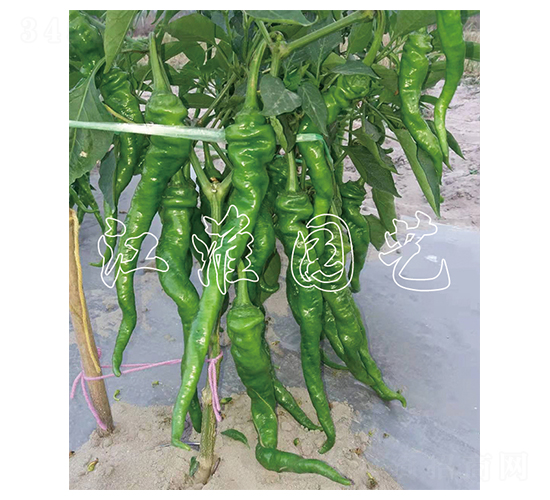 �콷6��-��������-����԰��