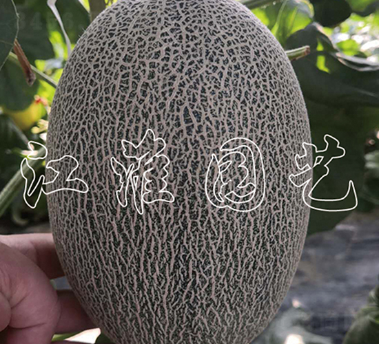 ������19��-�������-����԰��