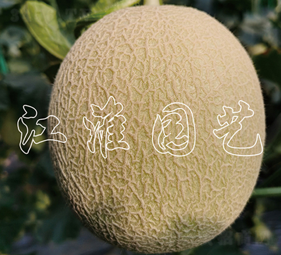 ������1��-�������-����԰��