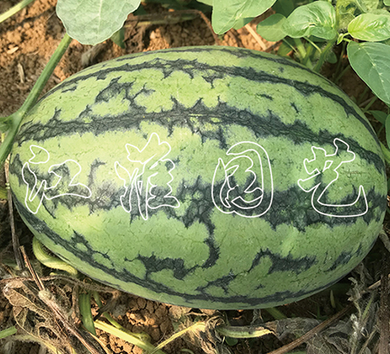 ׿Խ1��-��������-����԰��