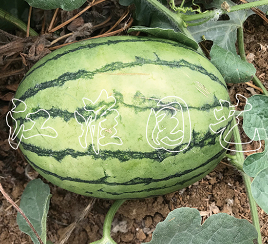 ׿Խ4��-��������-����԰��