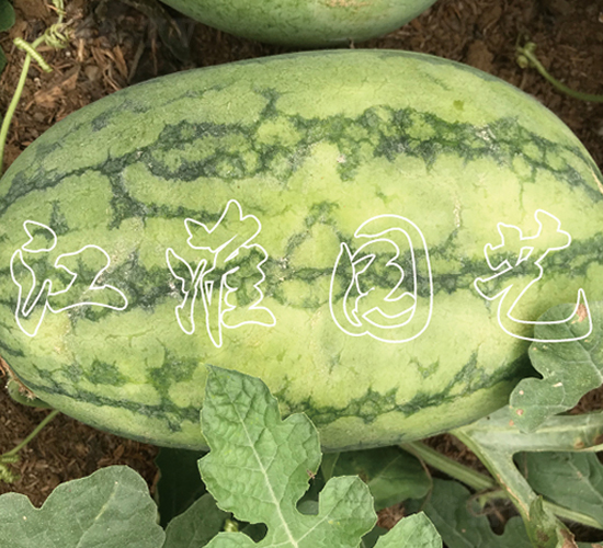 ׿Խ6��-��������-����԰��