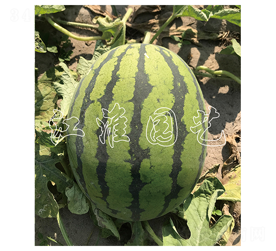 ����12��-��������-����԰��