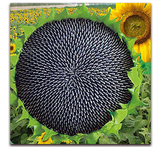 JP5639-��������-������ҵ