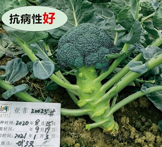 �ɹ�65-����������-�Ƿ�