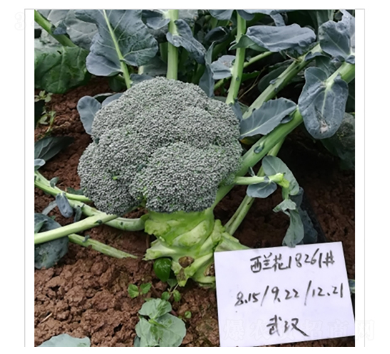������18261-����������-�Ƿ�