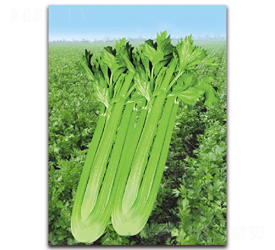Խ��-�۲�����-��������