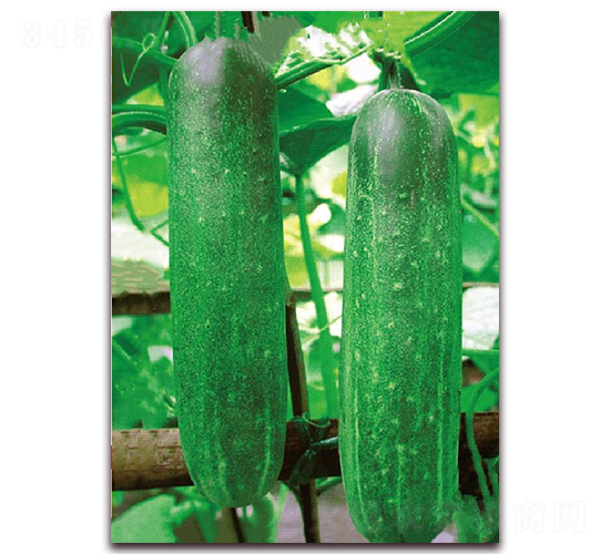 ����1092-�ƹ�����-��������