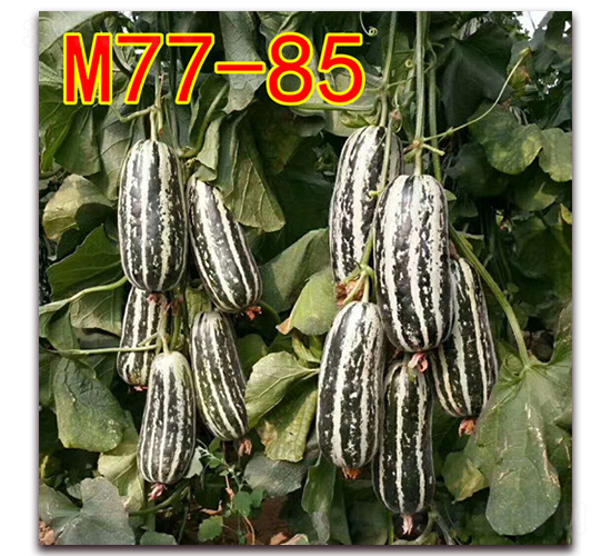 M77-85-��Ƥ�������-��·��ҵ