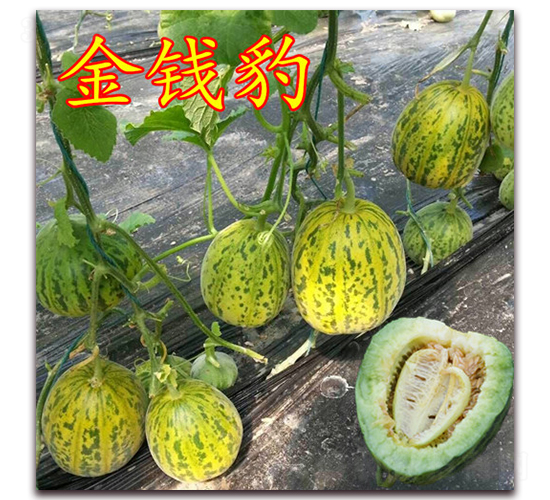 ��·��Ǯ��-��Ƥ�������-��·��ҵ