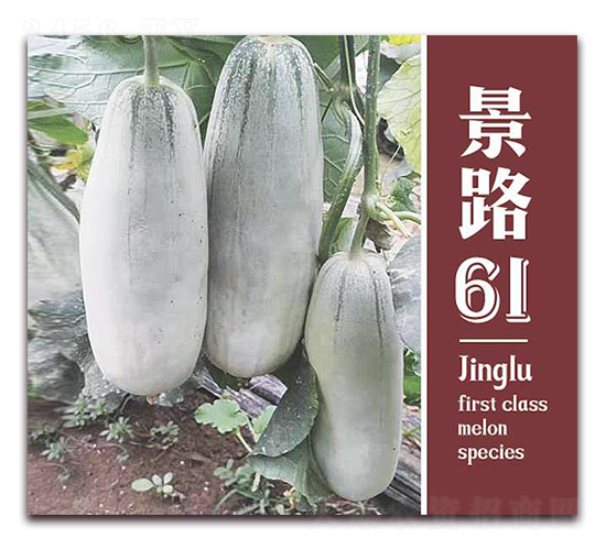 ��·61-��Ƥ�������-��·��ҵ