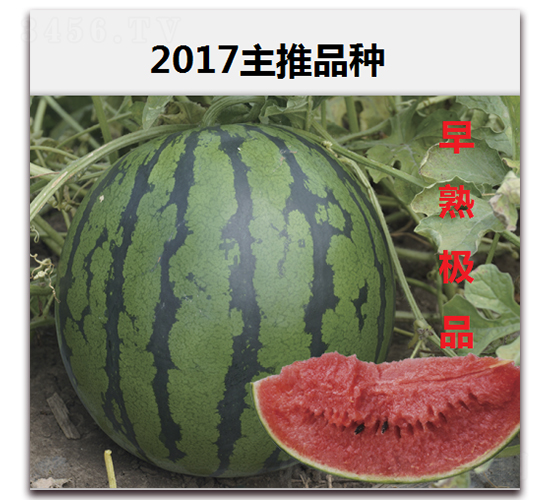 ���켫Ʒ-����������-��·��ҵ