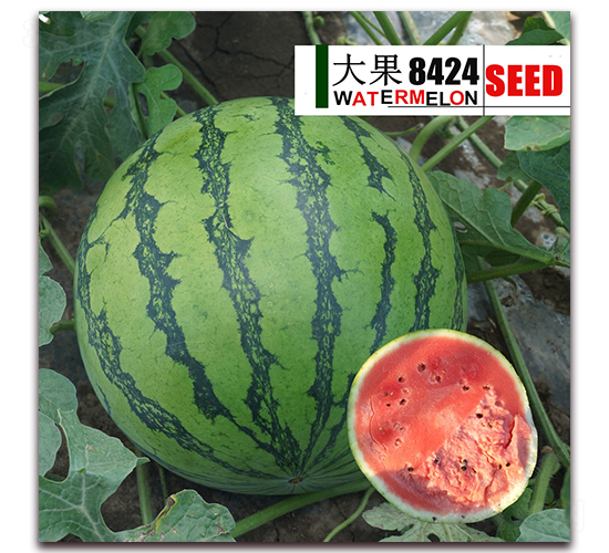 ���8424-����������-��·��ҵ