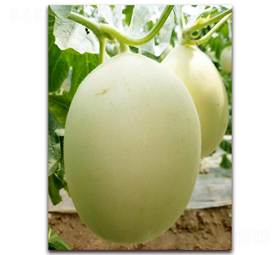 ѩ����-��Ƥ�������-��������