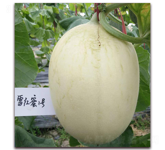 ѩ����һ��-��Ƥ�������-��������