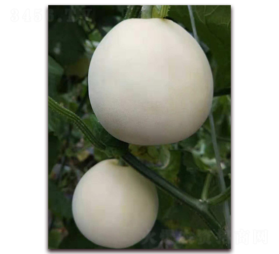 ����һ��-��Ƥ�������-��������