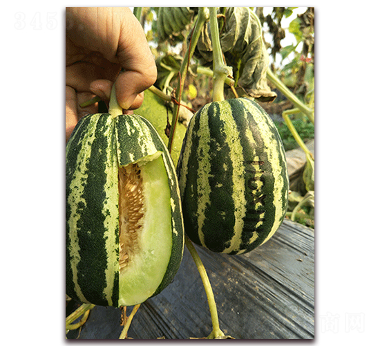 ����Y38-��Ƥ�������-��������