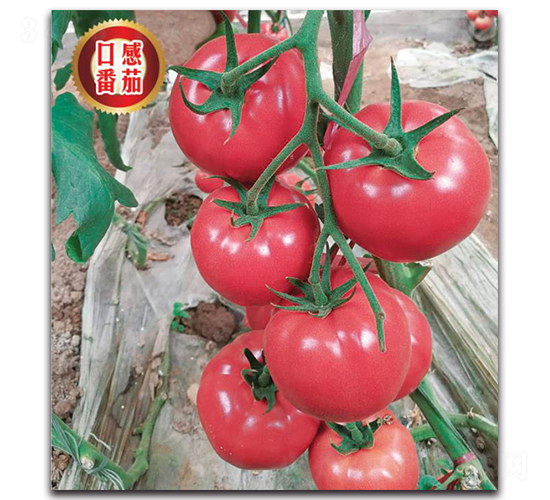 �۹���313-��������-����������