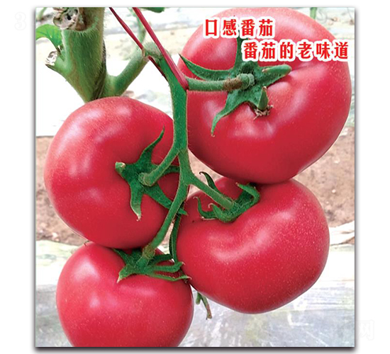 �۹���233-��������-����������