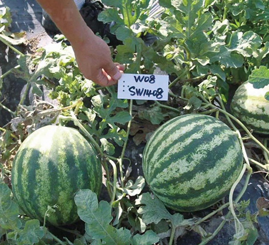 Ϋ��5��-��������-��ľ����