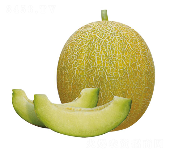 ����-�������-��ľ����
