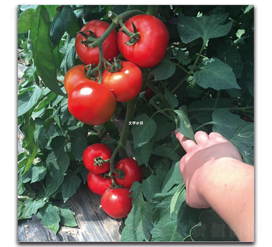 �б�4��-��������-��ľ����