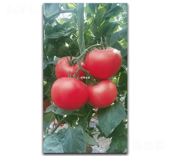 ��»T126-��������-��ľ����