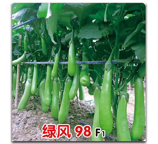 �̷�98F1-��������-ʢ����ҵ