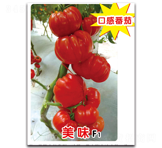 ��ζF1-��������-ʢ����ҵ