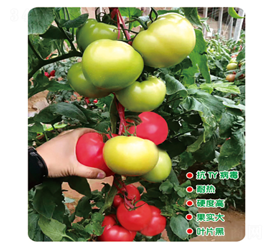 ��³��-��������-ʢ����ҵ