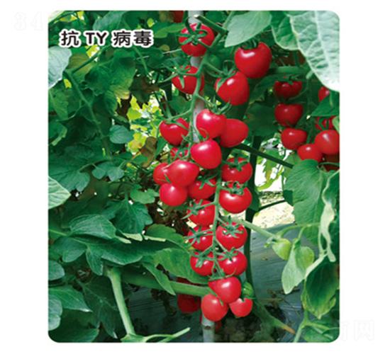 ǧ��107-��������-ʢ����ҵ