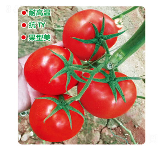ӯ���845-��������-ʢ����ҵ
