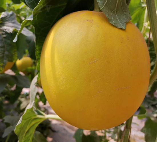 �����-�������-ʢ����ҵ