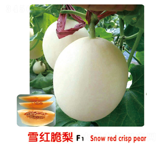 ѩ�����F1-�������-ʢ����ҵ