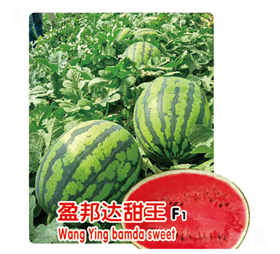ӯ�������F1-��������-ʢ����ҵ